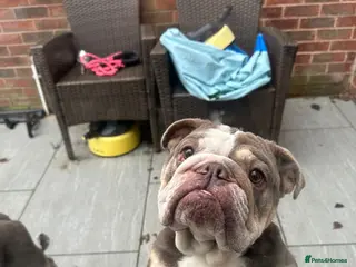 English Bulldog dogs Adult Female English bulldog - Advert 11