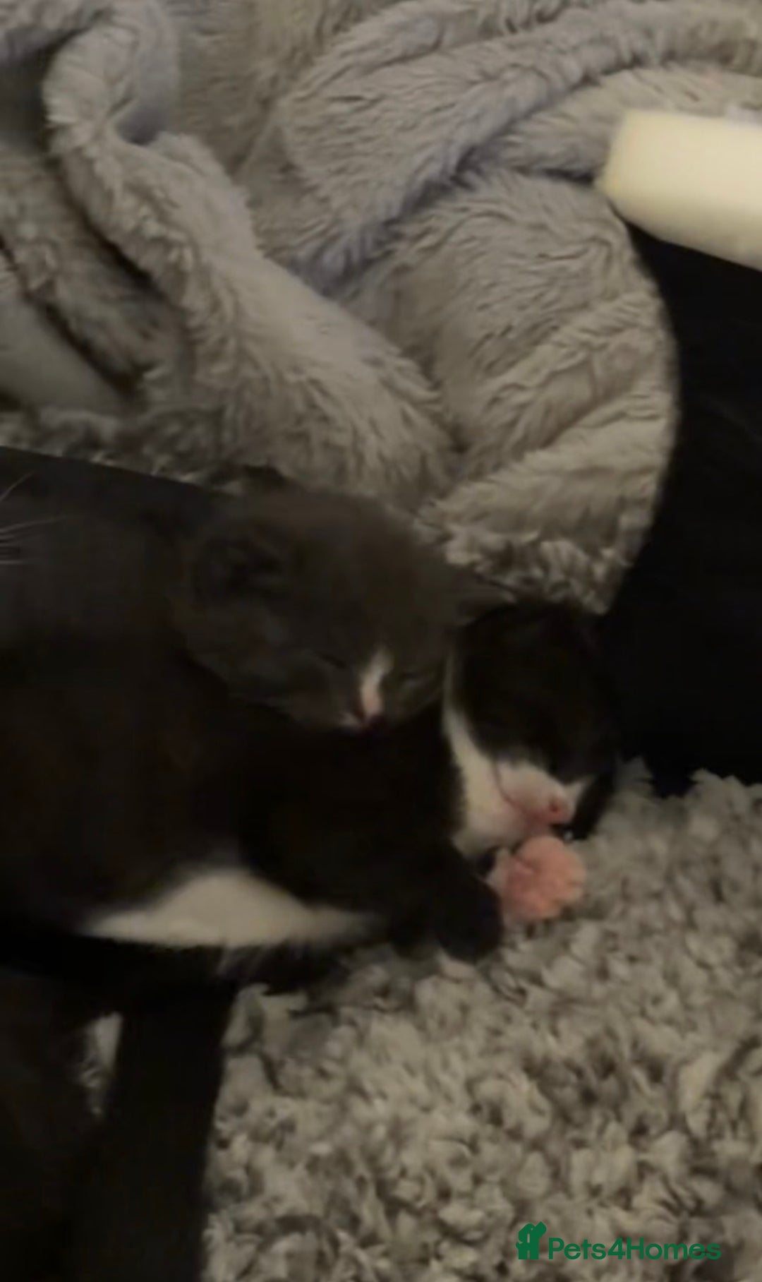 Mixed Breed cats for sale: Mum and kittens  - Advert 6