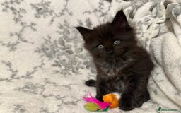Maine Coon cats for sale: Maine coon babies - Advert 10