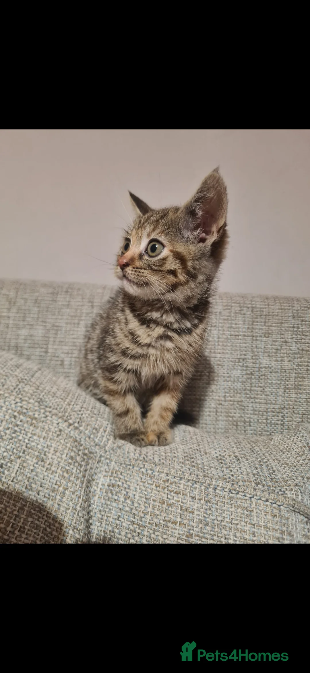 Mixed Breed cats for sale: 10 week old kittens (ready by 5th march) - Advert 9