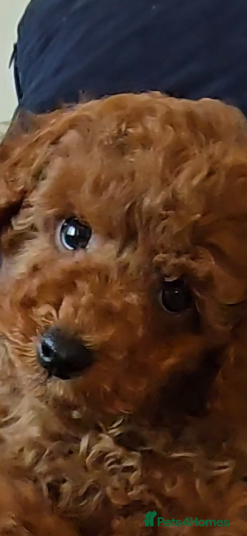 Toy Poodle dogs Quality deep red toy poodle puppy Boy - Advert 2