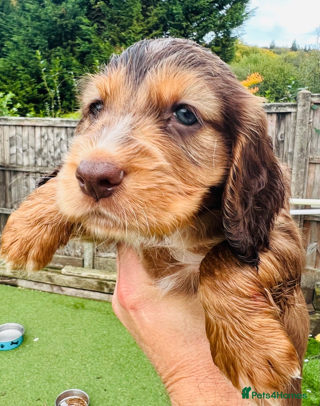 Cocker Spaniel dogs for sale: Gorgeous show type cocker spaniels - Image 30