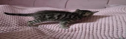 Bengal cats for sale: Little Bengal kittens - Advert 16