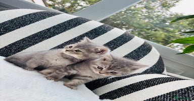 British Shorthair cats - Advert 5