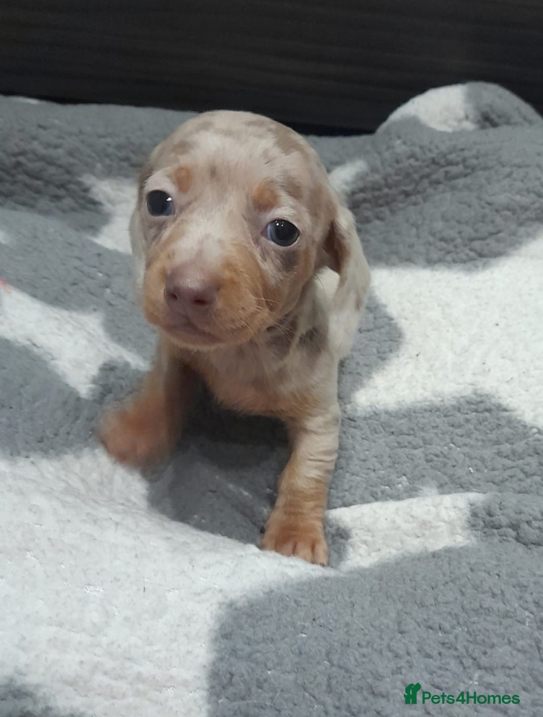 Miniature Dachshund dogs for sale: Miniature dachshund puppies  - Advert 10