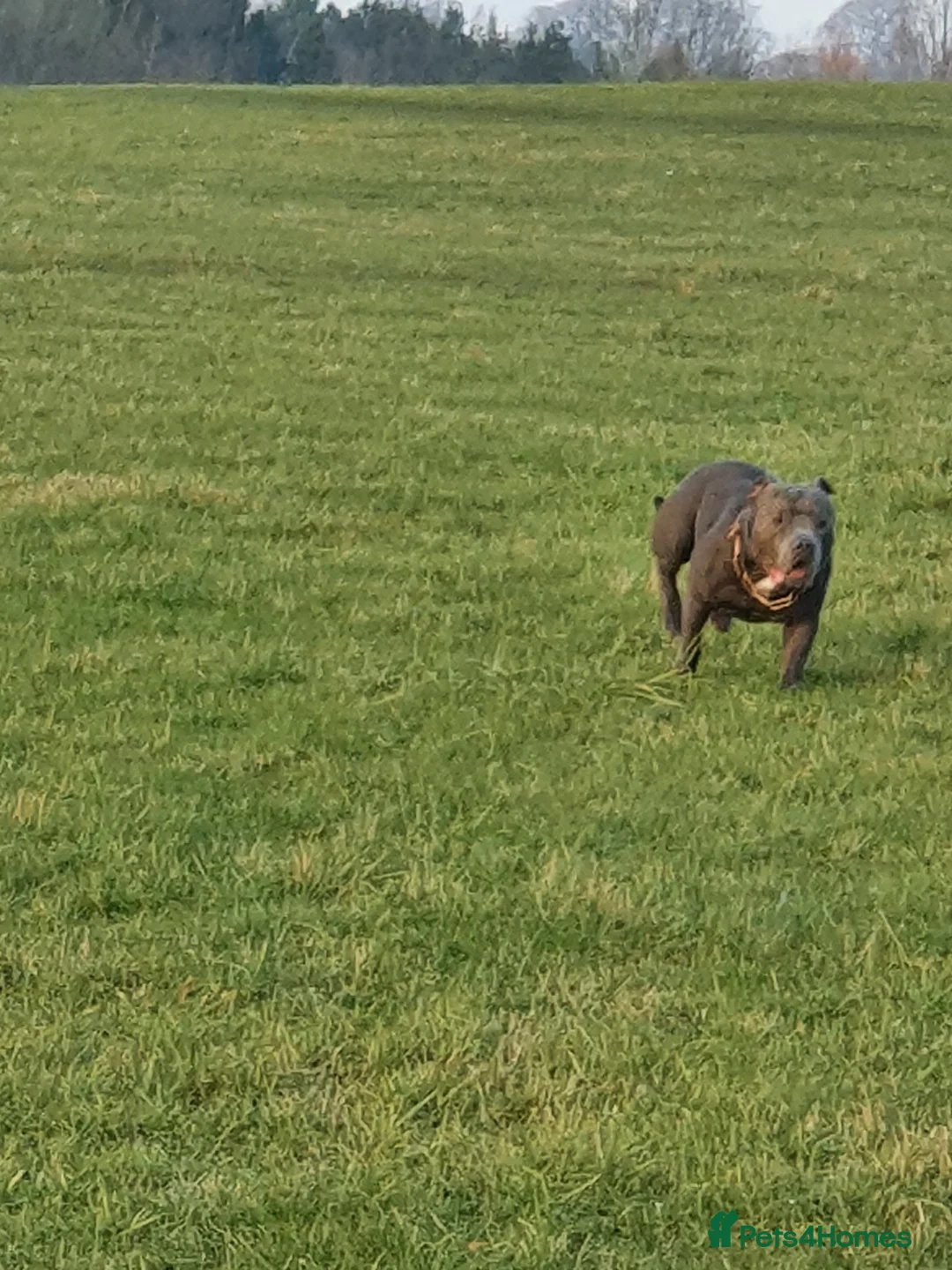 Staffordshire Bull Terrier dogs for stud: Stud for breeding in Ilkeston - Advert 14