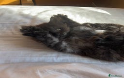 Maine Coon cats for sale: Now sold. TICA black smoke boy looking for a home - Image 10