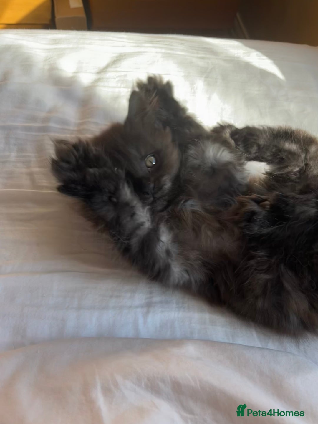 Maine Coon cats for sale: Now sold. TICA black smoke boy looking for a home - Image 10