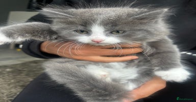 Mixed Breed cats - Advert 14