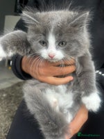 Mixed Breed cats - Advert 16