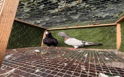 Pigeons birds for sale: Pigeons for sale - Image 13