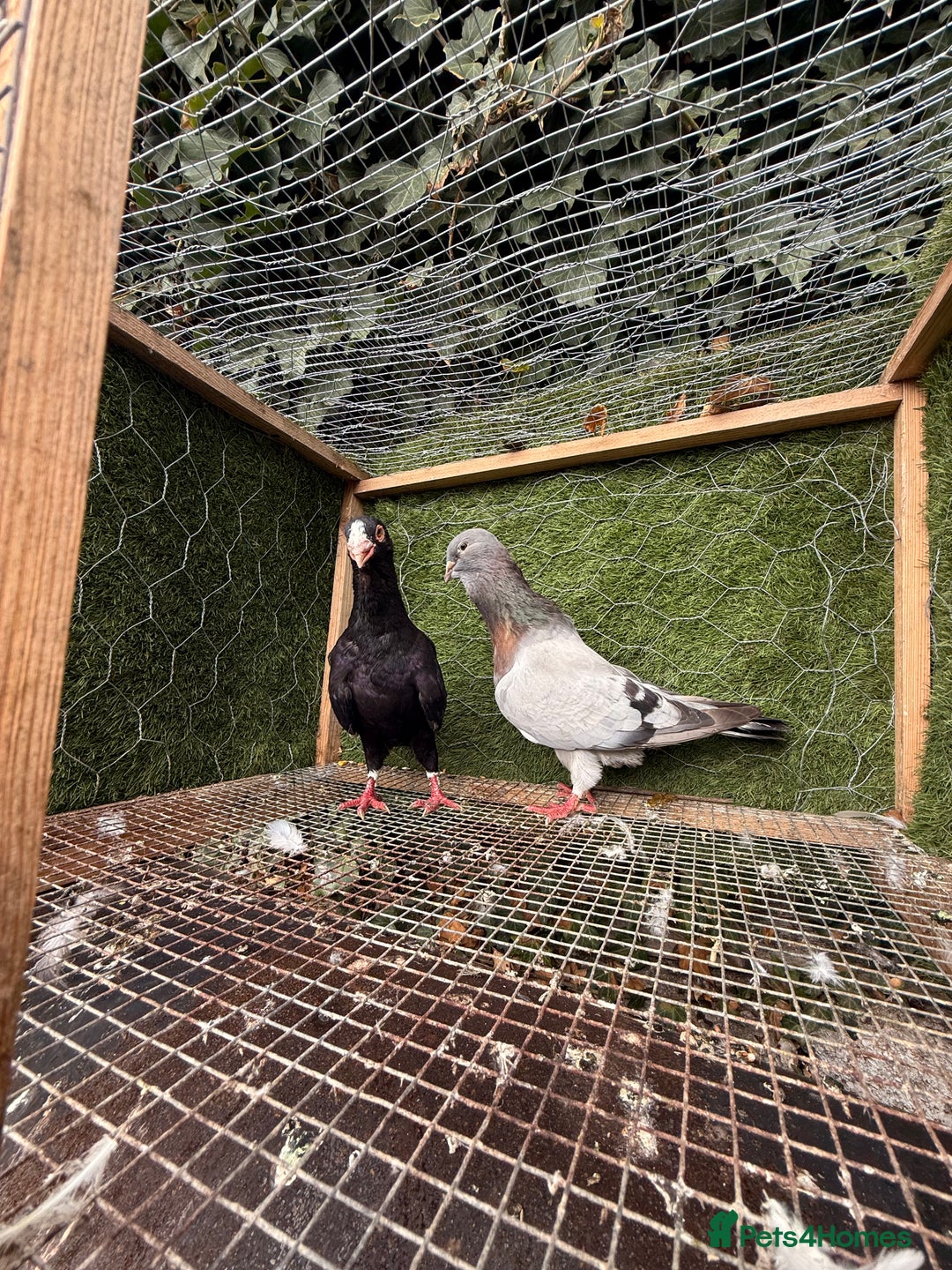 Pigeons birds for sale: Pigeons for sale - Image 13
