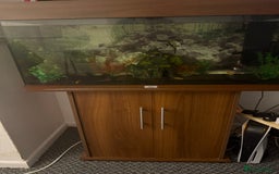 Tetras fish for sale: Fish tank with tropical fish all included  - Image 2