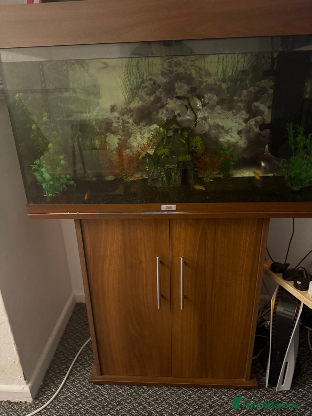 Tetras fish for sale: Fish tank with tropical fish all included  - Image 2