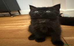 British Shorthair cats for sale: Fluffy Chocolate British Shorthair Kittens 🐾 - Image 9