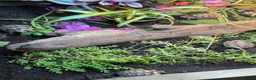 Tortoise reptiles for sale: Marginated tortoise hatchlings, 2026, for sale  - Advert 5