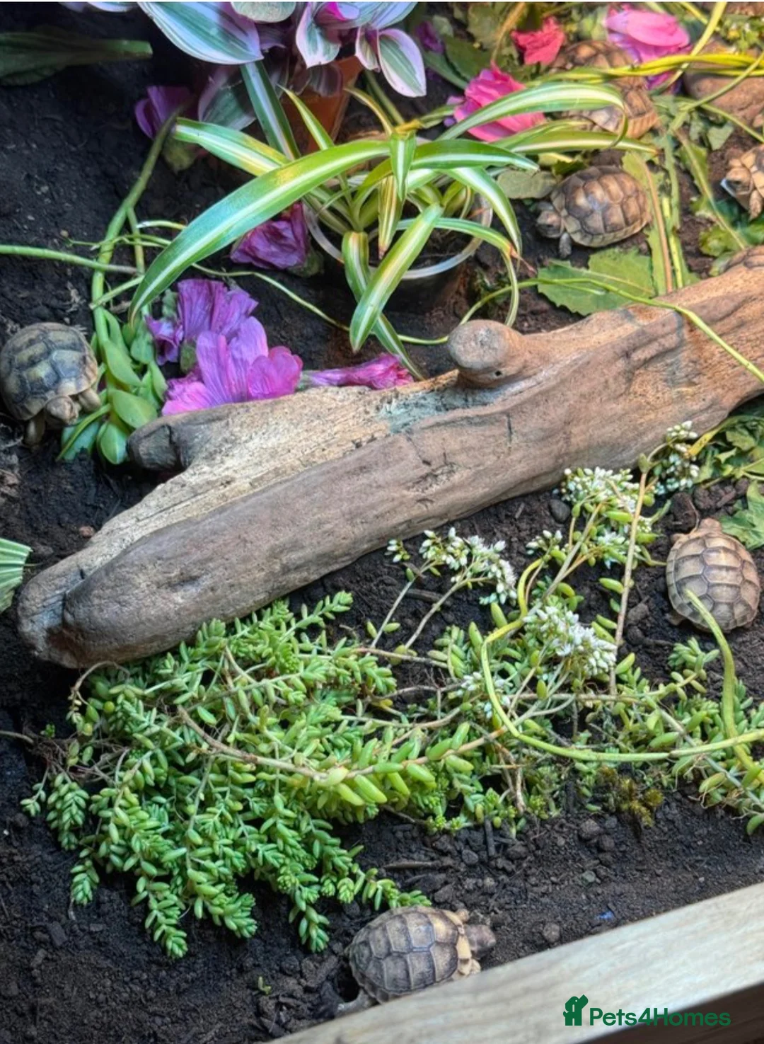 Tortoise reptiles for sale: Marginated tortoise hatchlings, 2026, for sale  - Advert 5