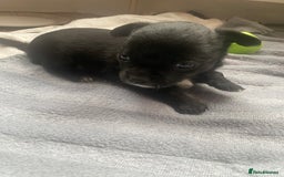 Chihuahua dogs for sale: Chihuahua - Full breed puppies - Image 5