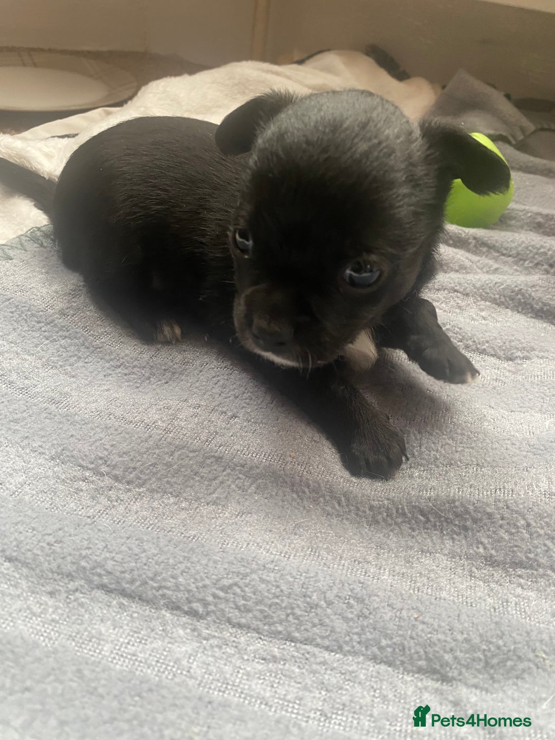Chihuahua dogs for sale: Chihuahua - Full breed puppies - Image 5