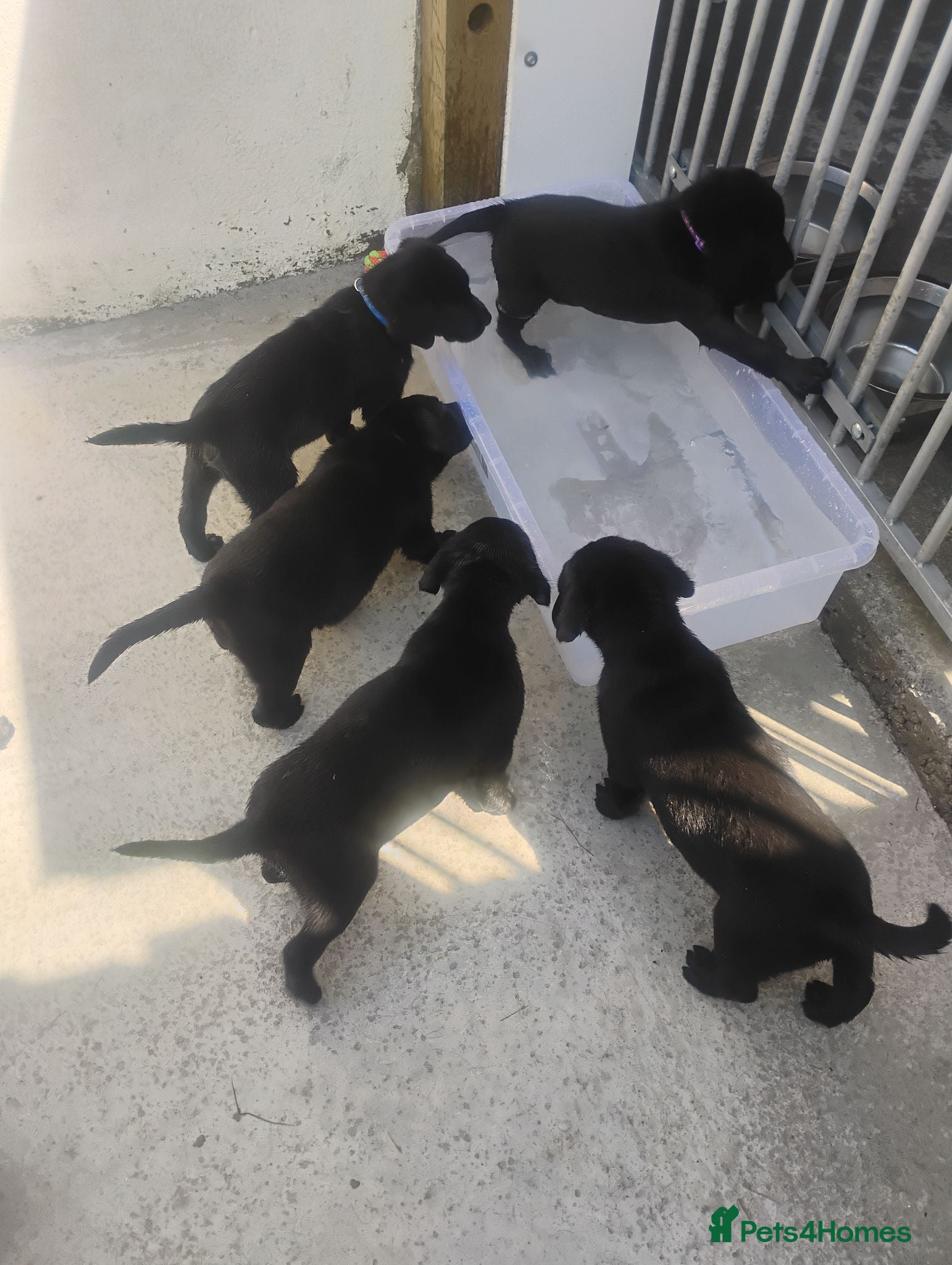 Labrador Retriever dogs CHUNKY Black Labrador KC REG Ready next weekend  - Advert 14