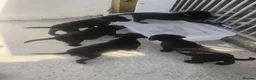 Labrador Retriever dogs for sale: CHUNKY Black Labrador KC REG Ready NOW  - Advert 2