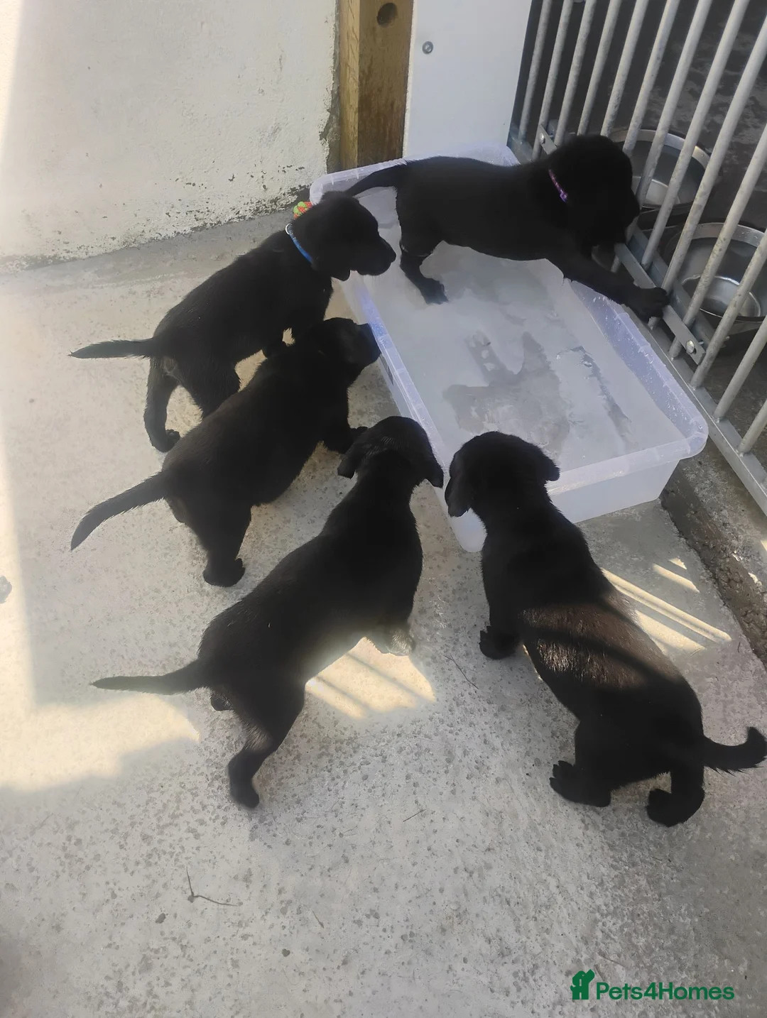 Labrador Retriever dogs for sale: CHUNKY Black Labrador KC REG Ready NOW  - Advert 2