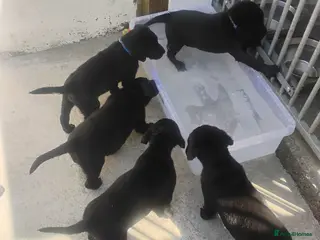 Labrador Retriever dogs CHUNKY Black Labrador KC REG Ready next weekend - Advert 14