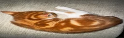 Mixed Breed cats for sale: Red and white bobtail male - Advert 6
