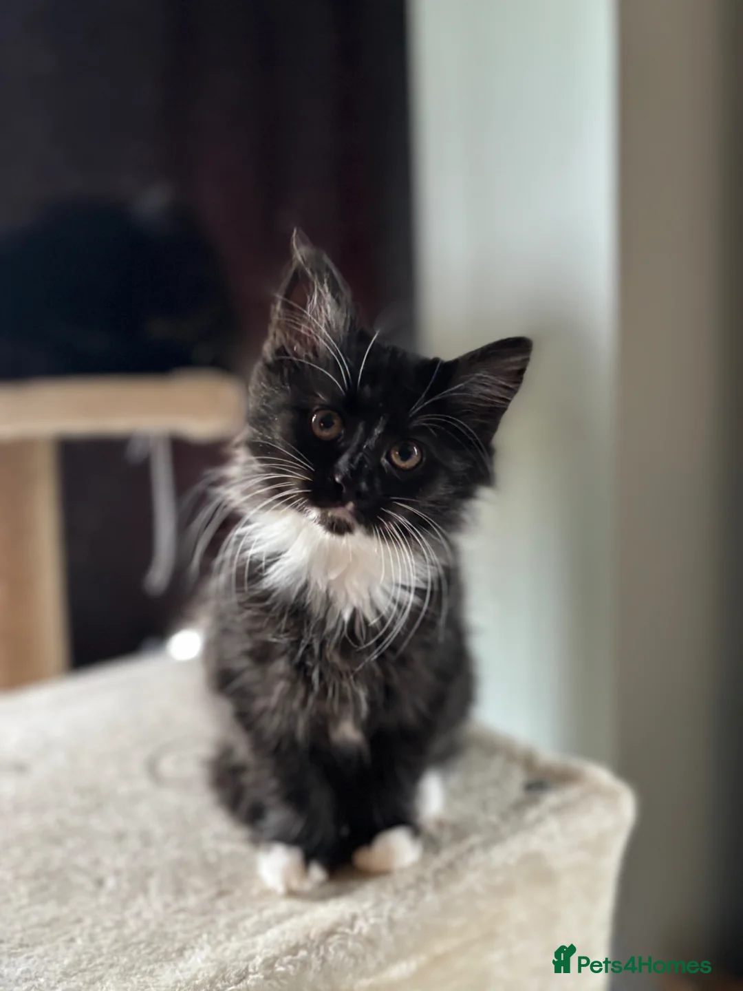 Mixed Breed cats for sale: Kitten for sale - Advert 1