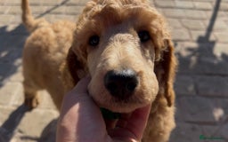 Standard Poodle dogs for sale: Stunning KC Reg Apricot Boy - Image 18