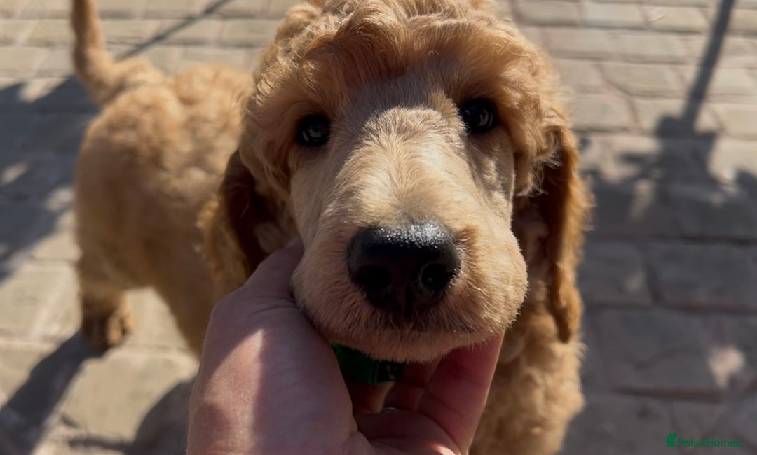 Standard Poodle dogs for sale: Stunning KC Reg Apricot Boy - Image 18