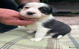 Border Collie dogs for sale: Border Collie - Image 20