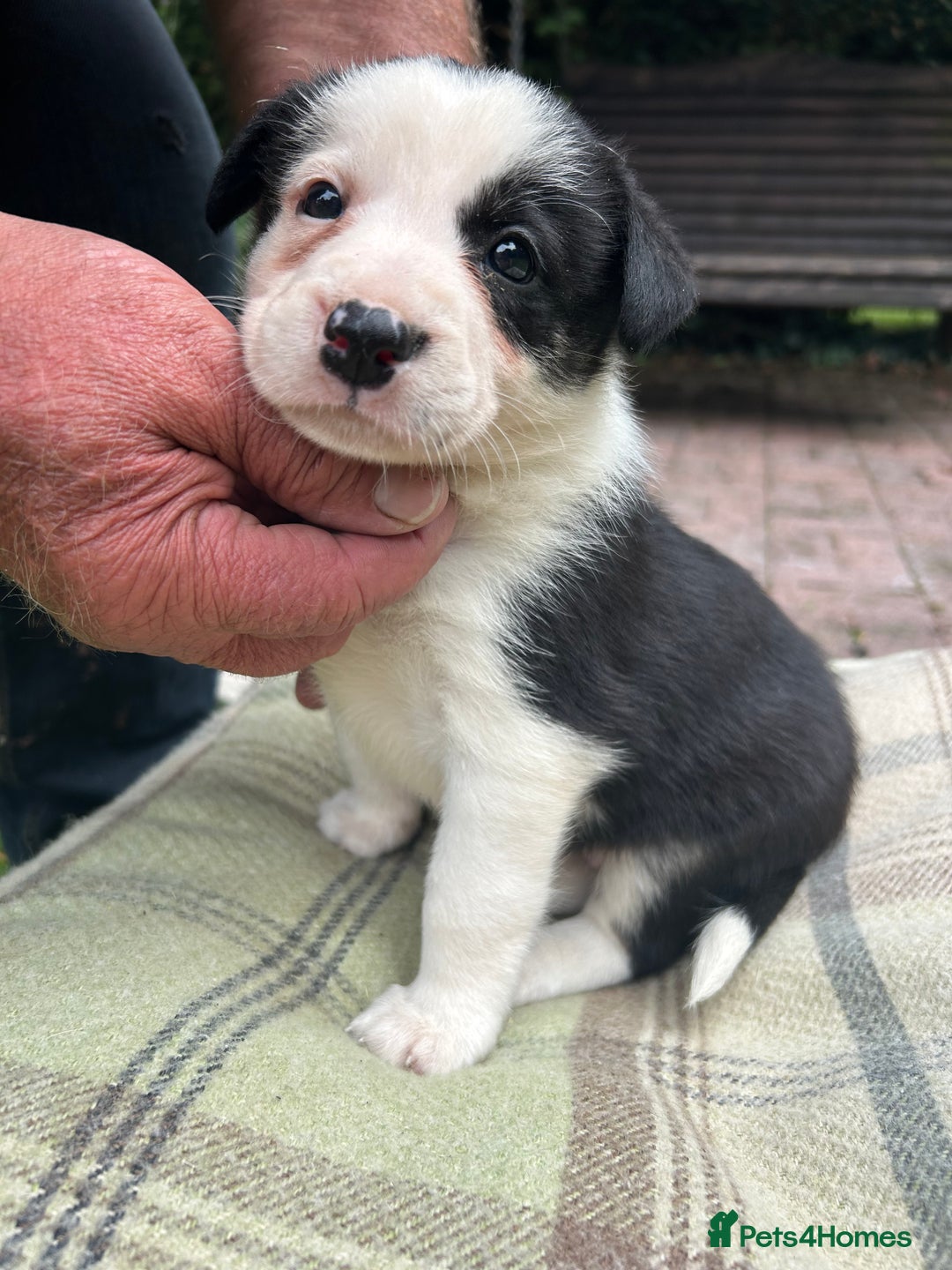 Border Collie dogs for sale: Border Collie - Image 20