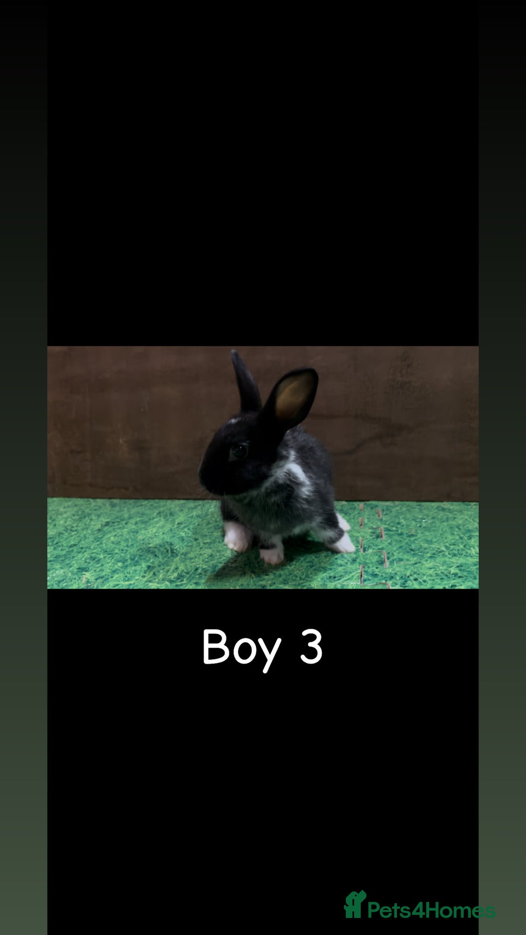 Mixed Breed rabbits for sale: 4 boy rabbits  - Advert 5