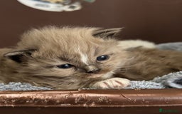 Ragdoll cats for sale: 3 beautiful ragdolls - Image 16
