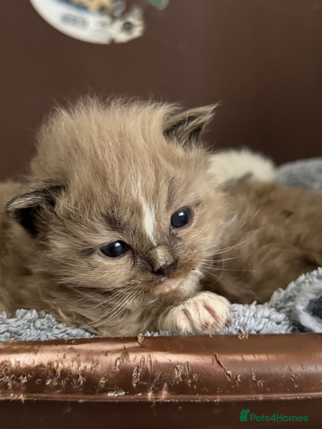 Ragdoll cats for sale: 3 beautiful ragdolls - Image 16