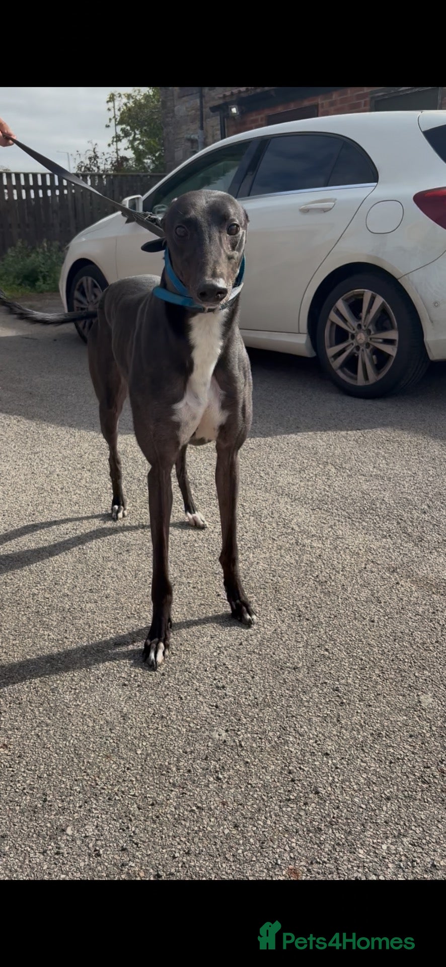Greyhound dogs bale  - Advert 1
