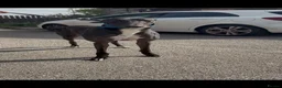 Greyhound dogs for sale: bale  - Advert 1