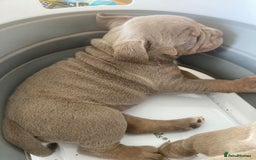 Olde English Bulldogge dogs for sale: Old English bulldog puppies - Image 31
