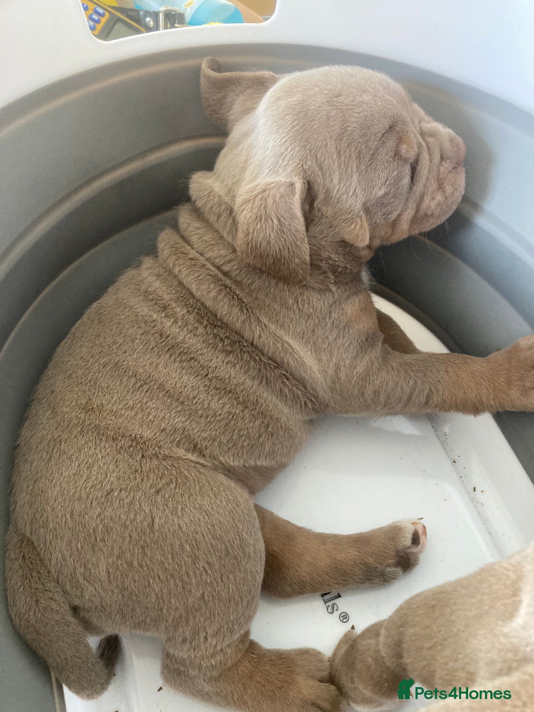Olde English Bulldogge dogs for sale: Old English bulldog puppies - Image 31