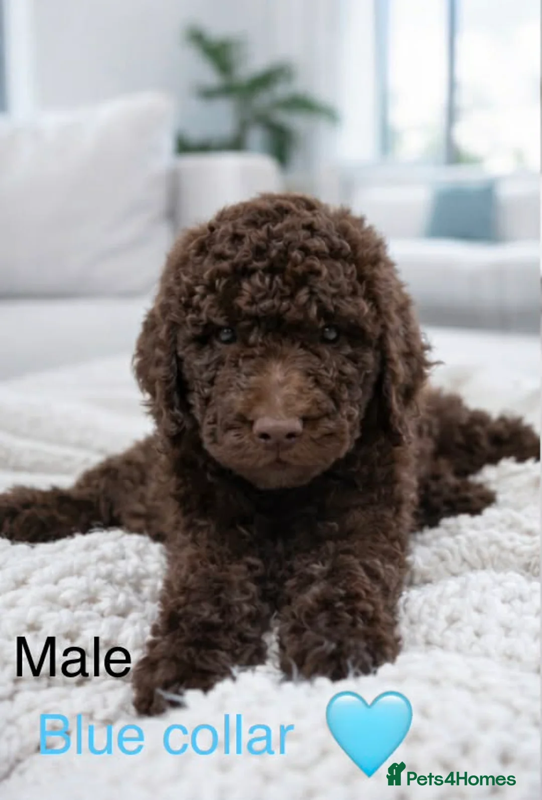 Standard Poodle dogs for sale: Fully vaccinated Standard Poodles two Males left - Advert 10
