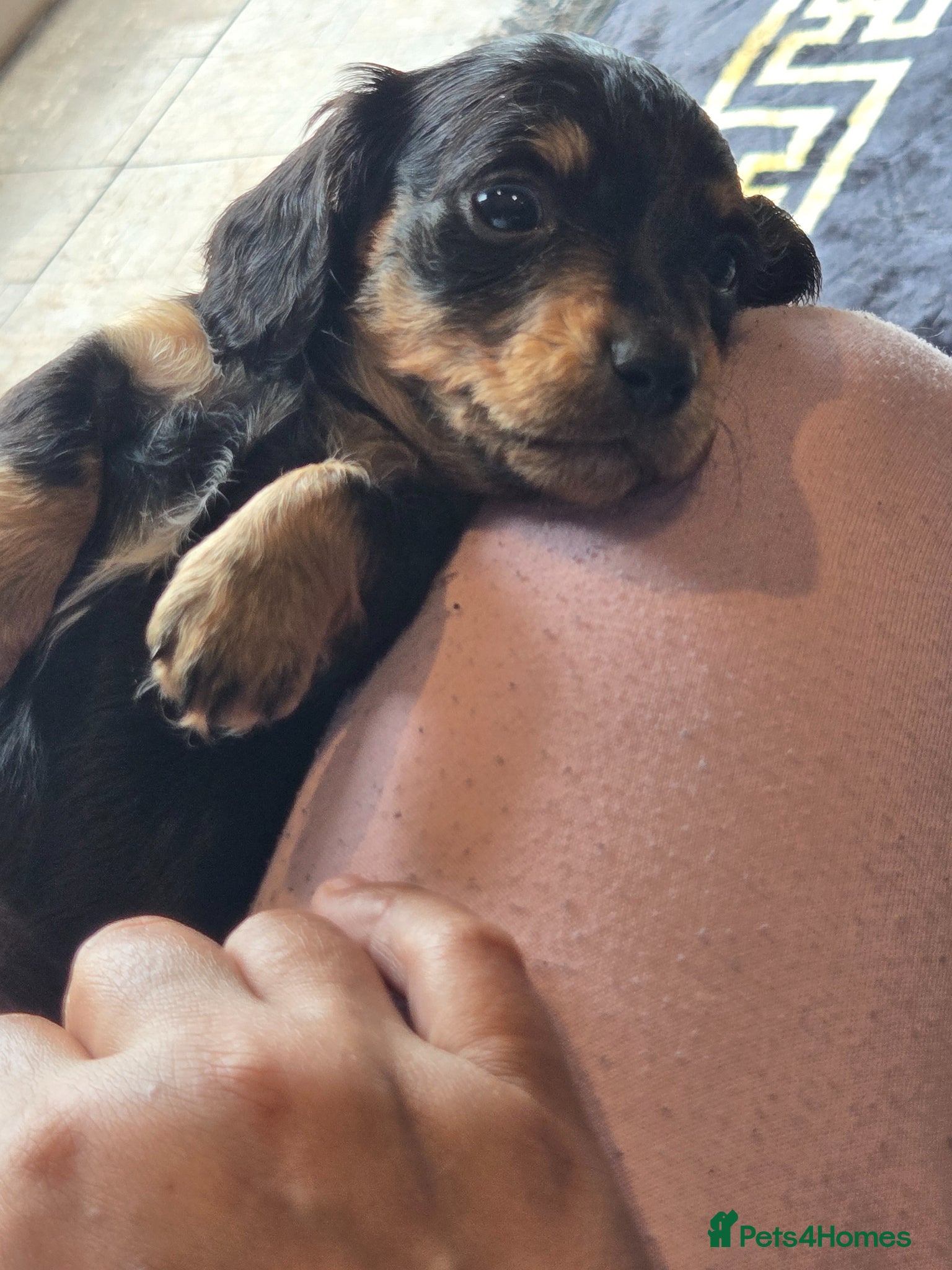 Dachshund dogs for sale: 5 gorgeous dachshund puppies for loving homes in Ludlow - Advert 10