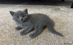 British Shorthair cats for sale: British Shorthair Cross - Image 3