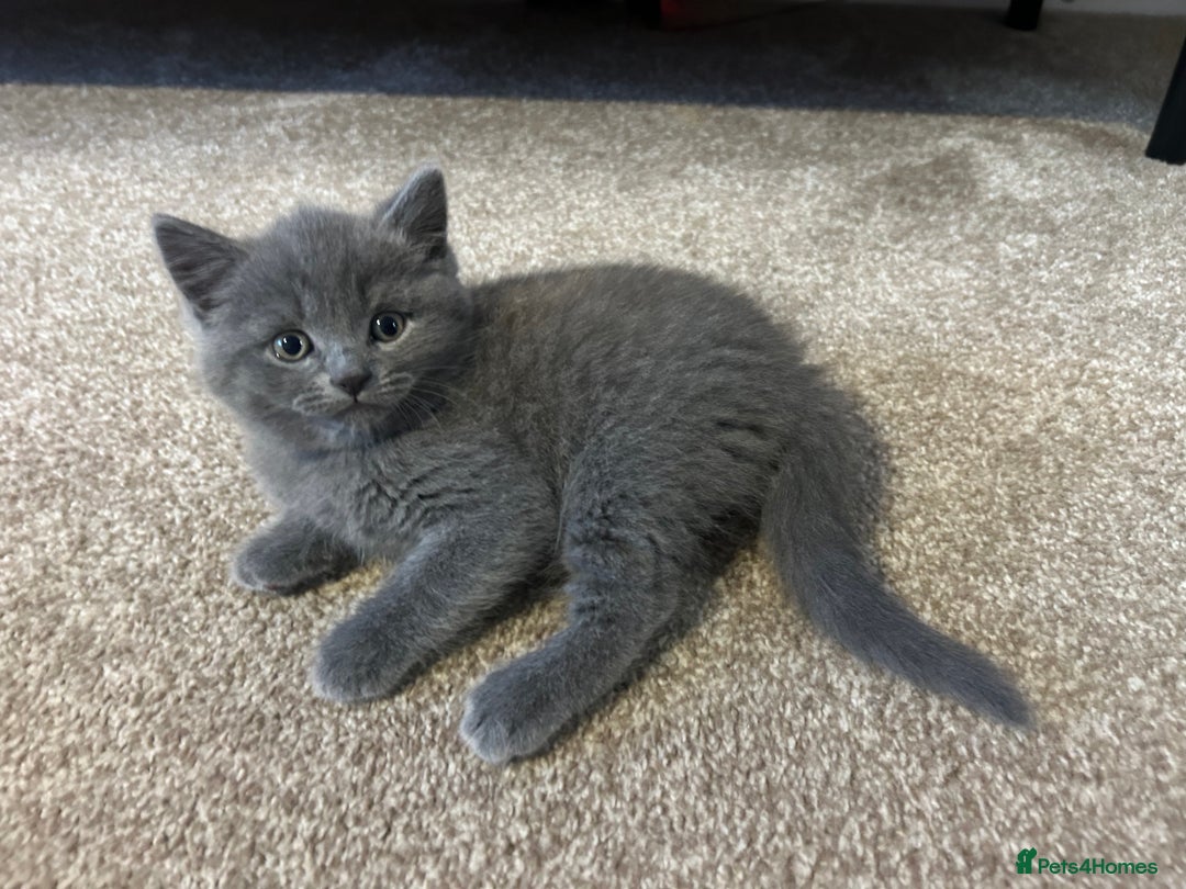 British Shorthair cats for sale: British Shorthair Cross - Image 3