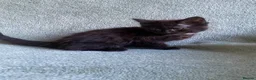 Mixed Breed cats for sale: BSH x boy kittens  - Advert 25