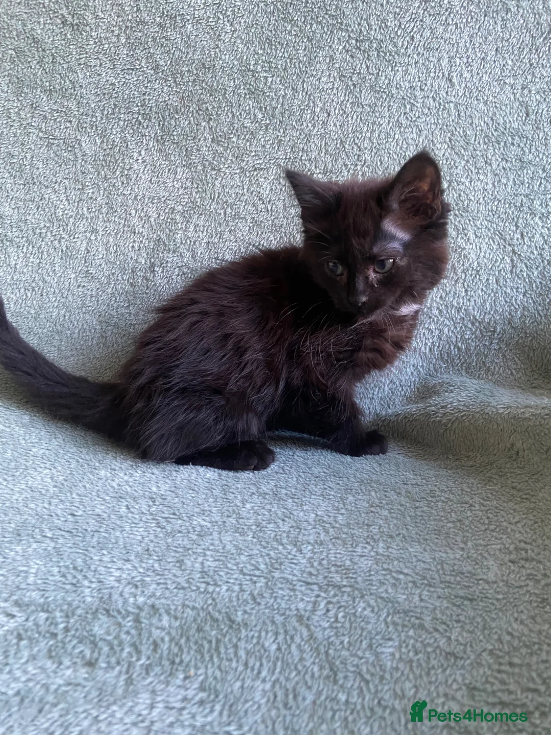 Mixed Breed cats for sale: BSH x boy kittens  - Advert 25