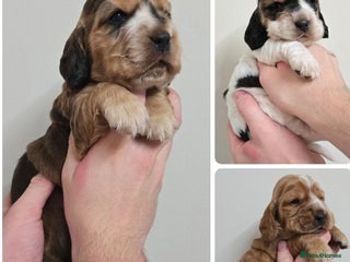 Cocker Spaniel dogs Show type Cocker Spaniels - Advert 13