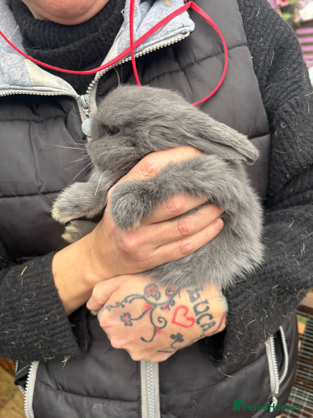Mini Lop rabbits for sale: Pair of  female mini lops ready now  - Advert 1