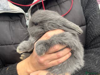 Mini Lop rabbits Pair of female mini lops ready now - Advert 11