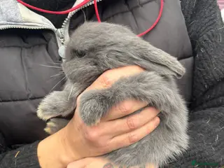 Mini Lop rabbits Pair of female mini lops ready now - Advert 18